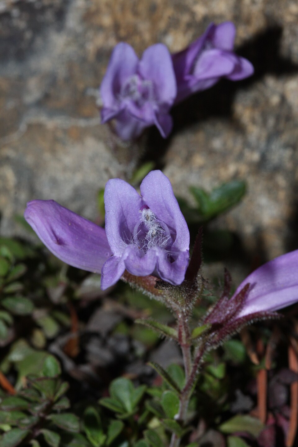 Penstemon davidsonii (Davidson's Penstemon) (alternate view 7)