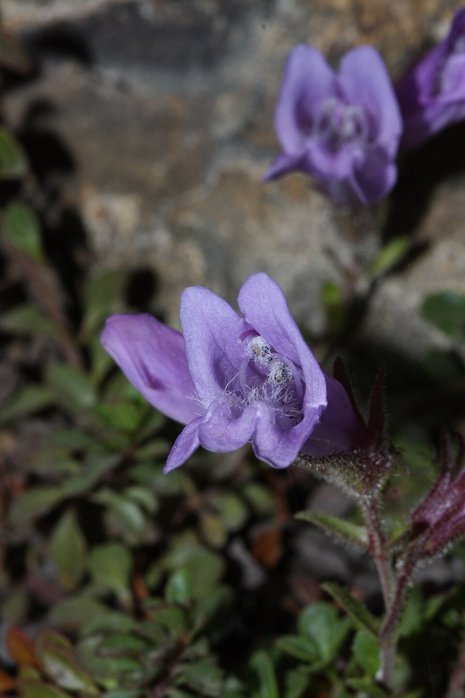 Penstemon davidsonii (Davidson's Penstemon) (alternate view 8)