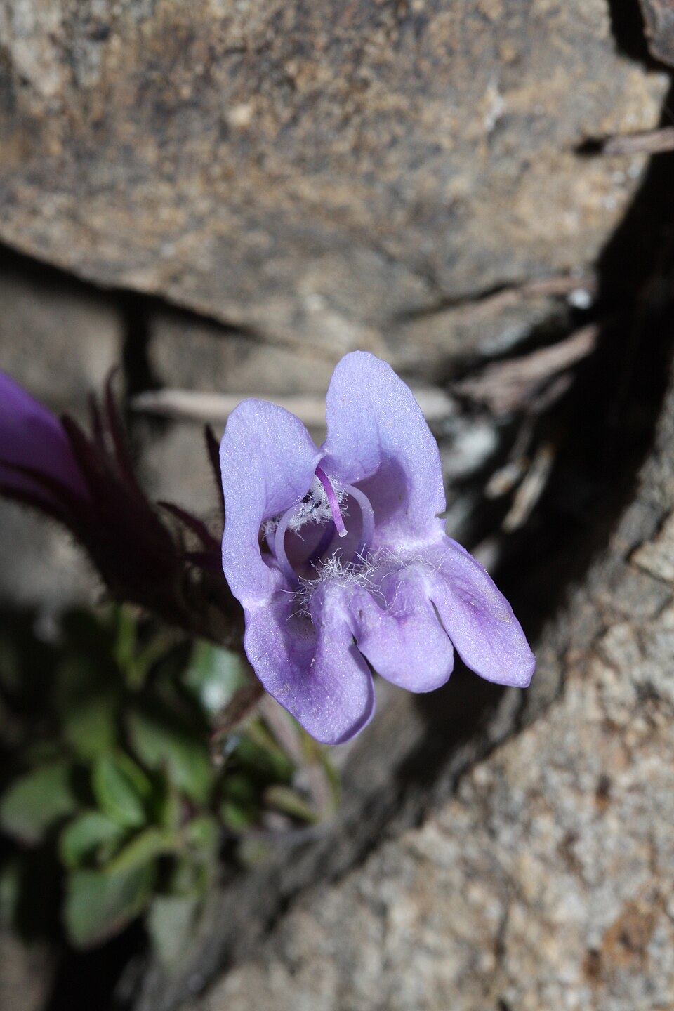 Penstemon davidsonii (Davidson's Penstemon) (alternate view 9)