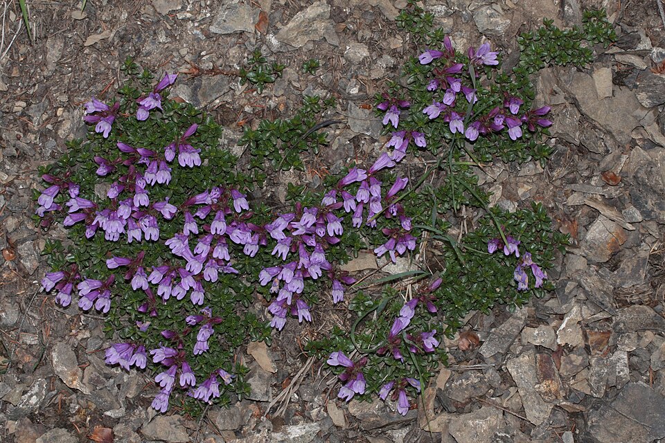 Penstemon davidsonii (Davidson's Penstemon) (alternate view 10)