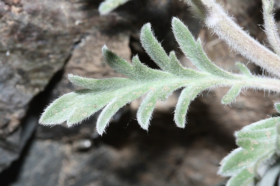 Phacelia sericea (Silky Phacelia) (alternate view 6)