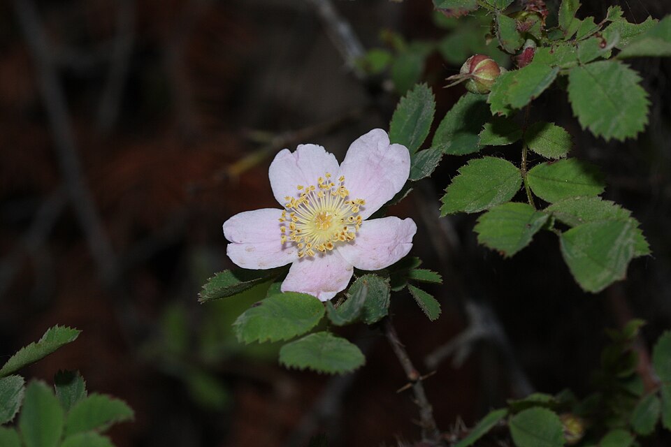Rosa gymnocarpa (bald-hip rose) (alternate view 7)