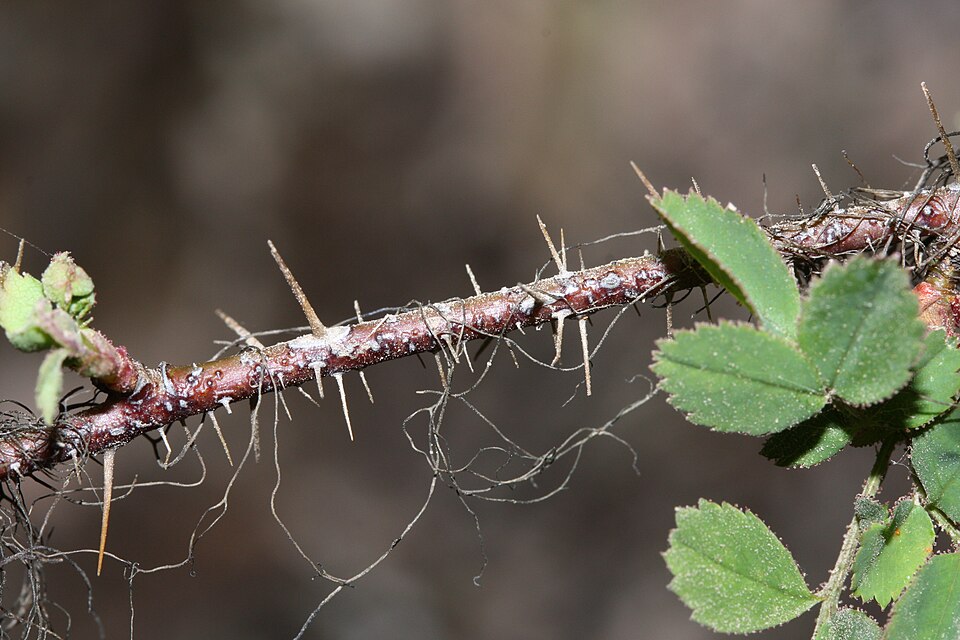 Rosa gymnocarpa (bald-hip rose) (alternate view 8)