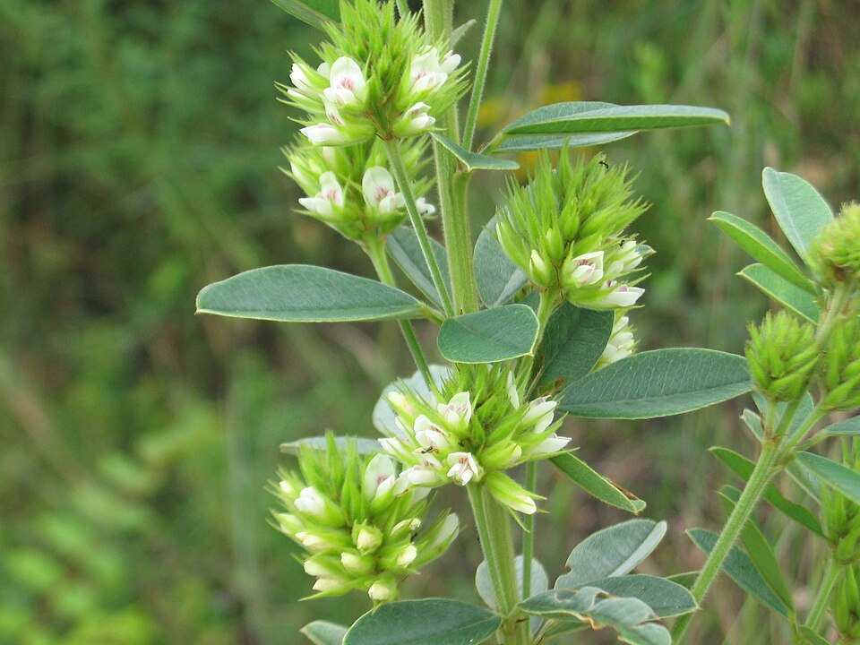 Lespedeza capitata (round-headed bush clover) (alternate view 8)