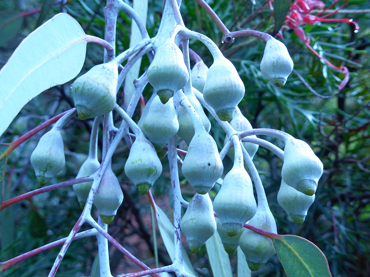 Eucalyptus caesia, Silver princess — spreading evergreen (Myrtaceae) (image 1 of 10)