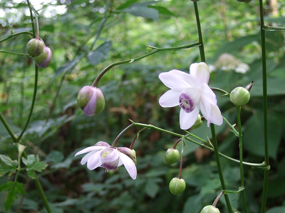 Anemonopsis macrophylla (False Anemone)