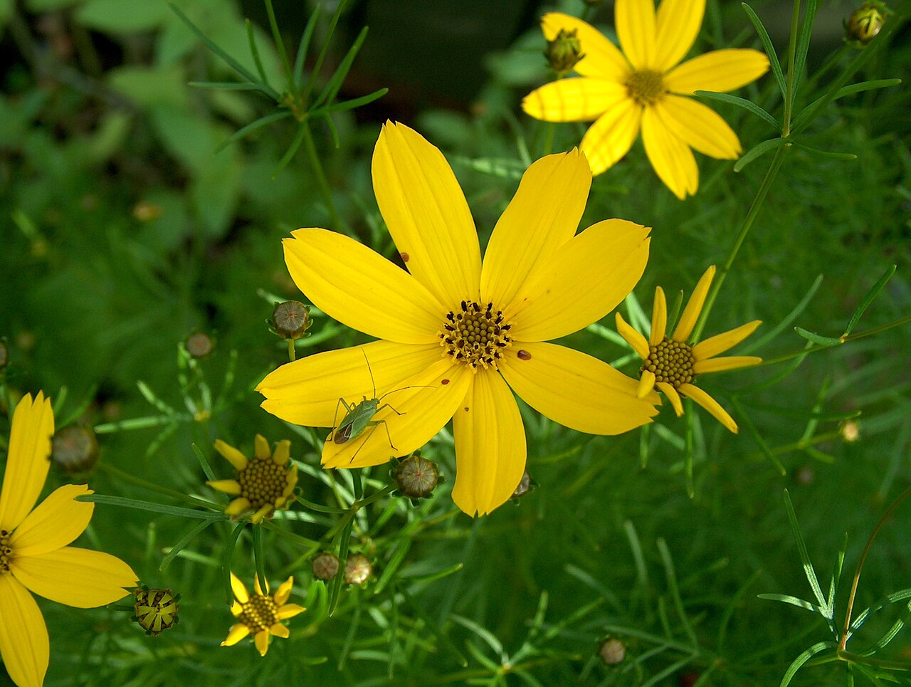 Coreopsis verticillata, Threadleaf coreopsis — spreading deciduous (Asteraceae) (image 4 of 10)