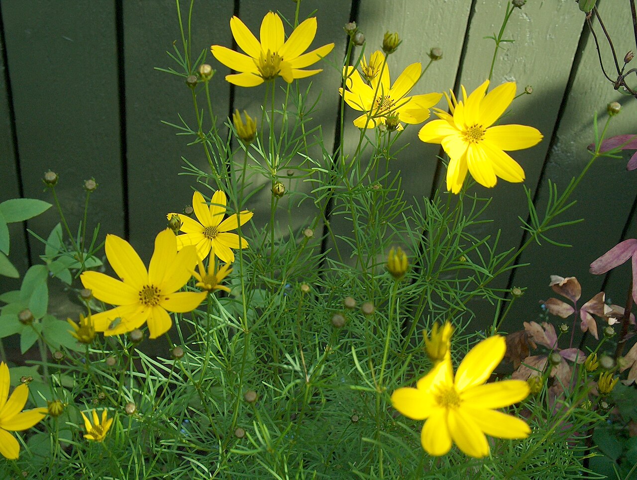 Coreopsis verticillata, Threadleaf coreopsis — spreading deciduous (Asteraceae) (image 5 of 10)
