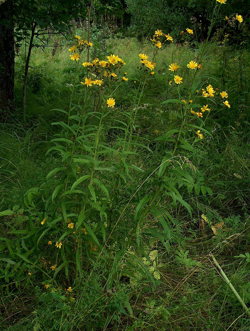 Hieracium umbellatum (Canada hawkweed)