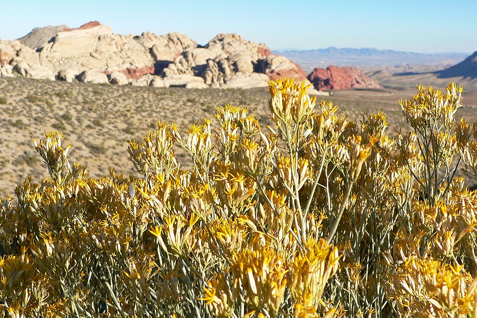 Ericameria nauseosa (Rubber Rabbitbrush)