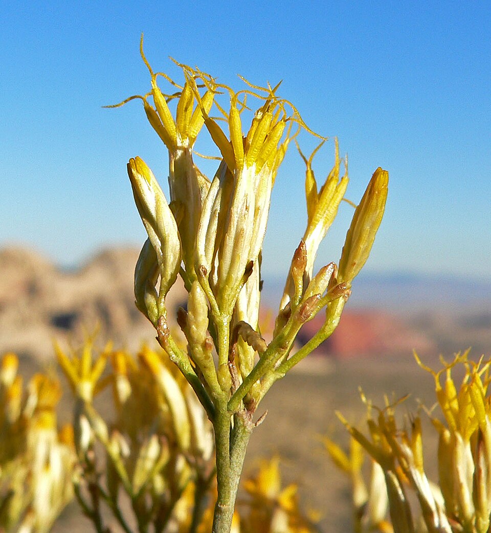 Ericameria nauseosa (Rubber Rabbitbrush)
