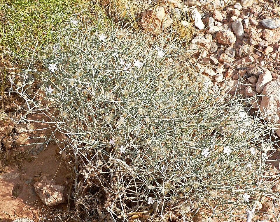 Stephanomeria pauciflora (Brownplume Wirelettuce) (alternate view 7)