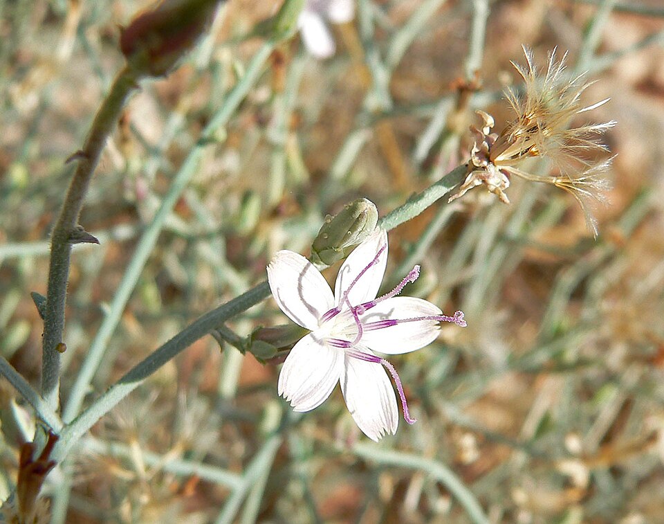 Stephanomeria pauciflora (Brownplume Wirelettuce) (alternate view 8)
