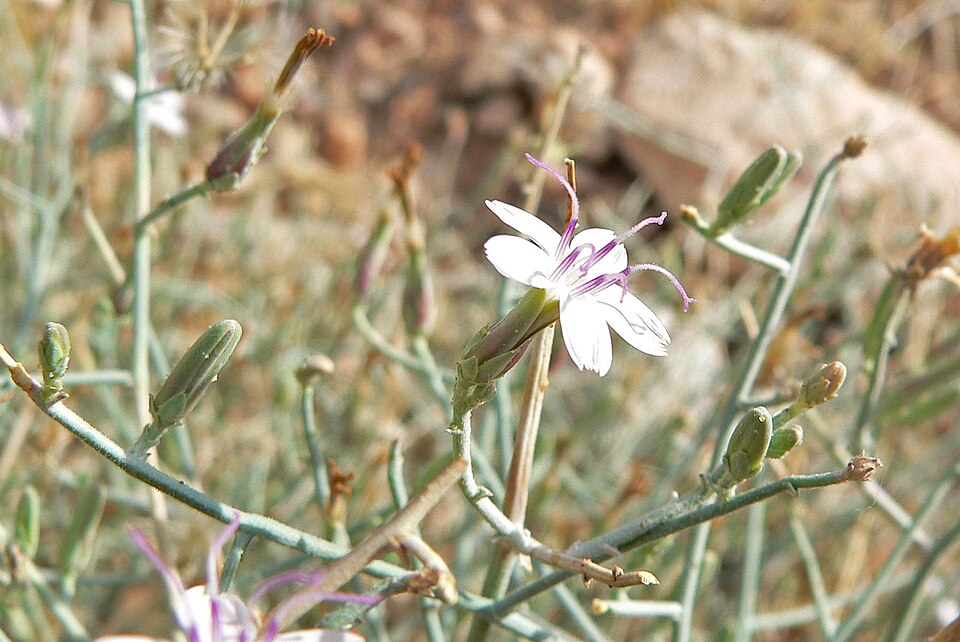 Stephanomeria pauciflora (Brownplume Wirelettuce) (alternate view 9)