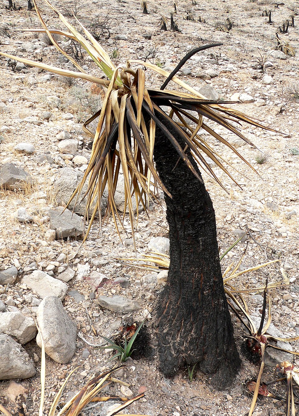 Yucca schidigera (Mojave Yucca)
