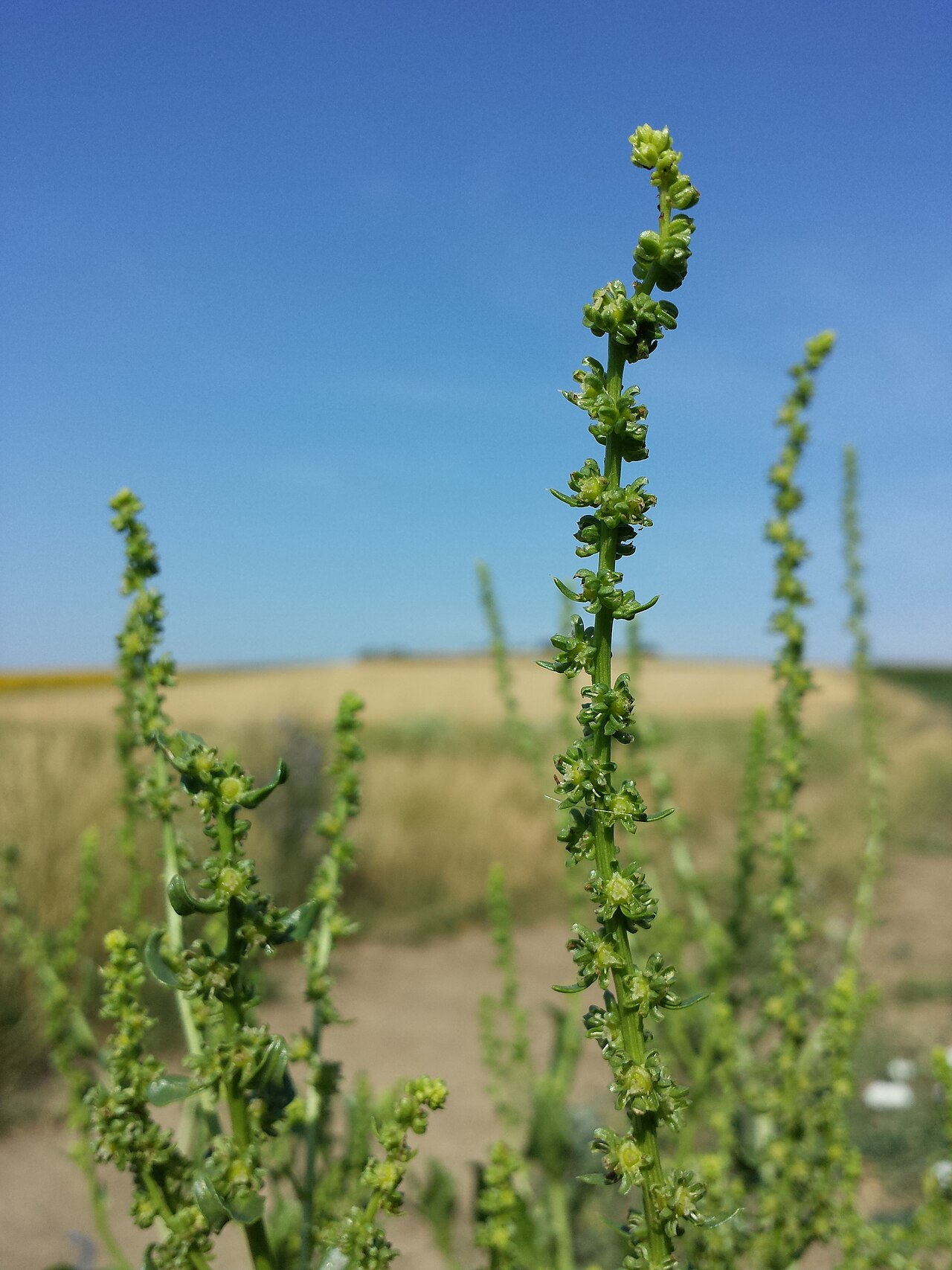 Beta vulgaris, Beet — clumping deciduous (Amaranthaceae) (image 2 of 9)