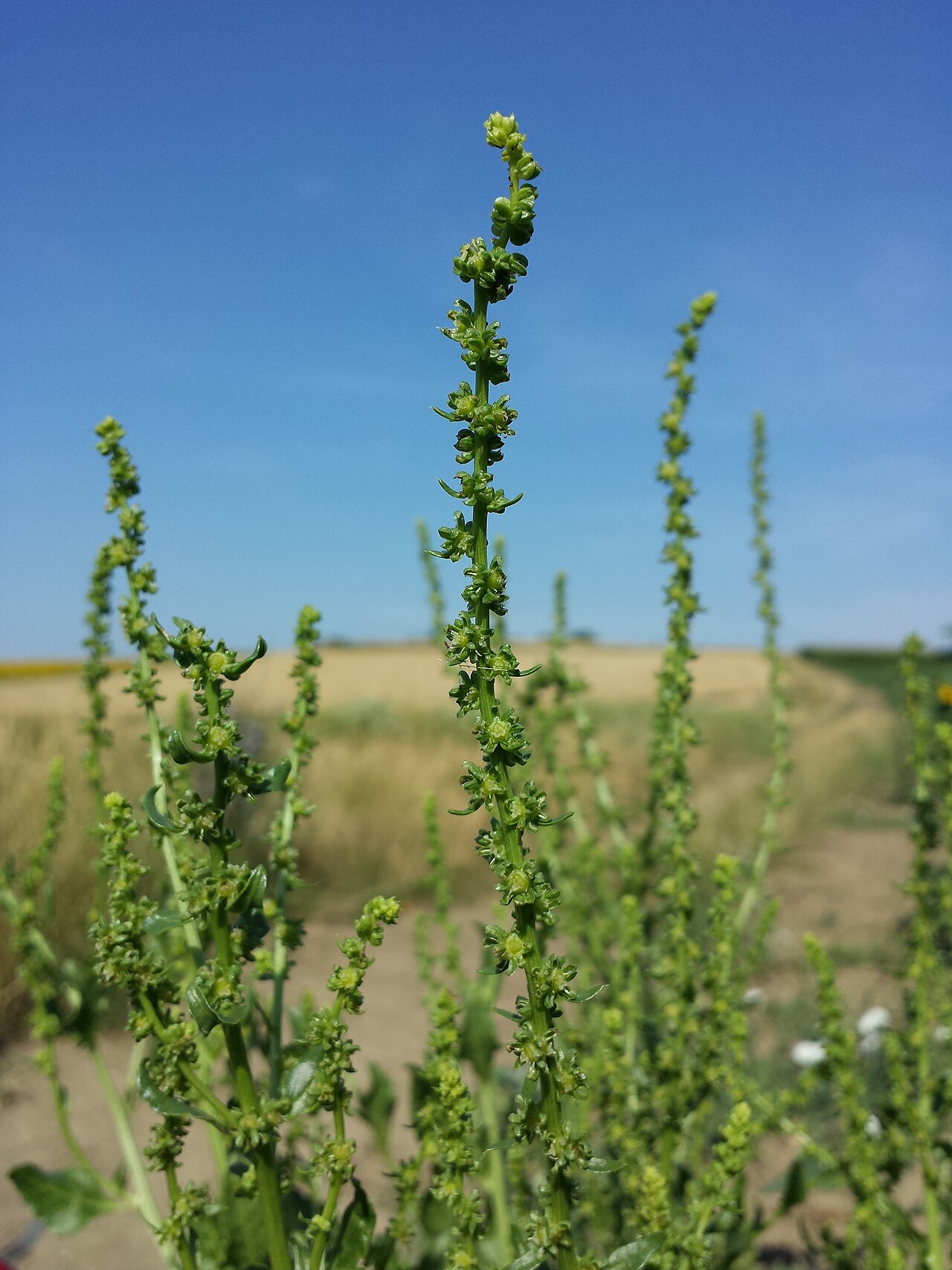 Beta vulgaris, Beet — clumping deciduous (Amaranthaceae) (image 3 of 9)