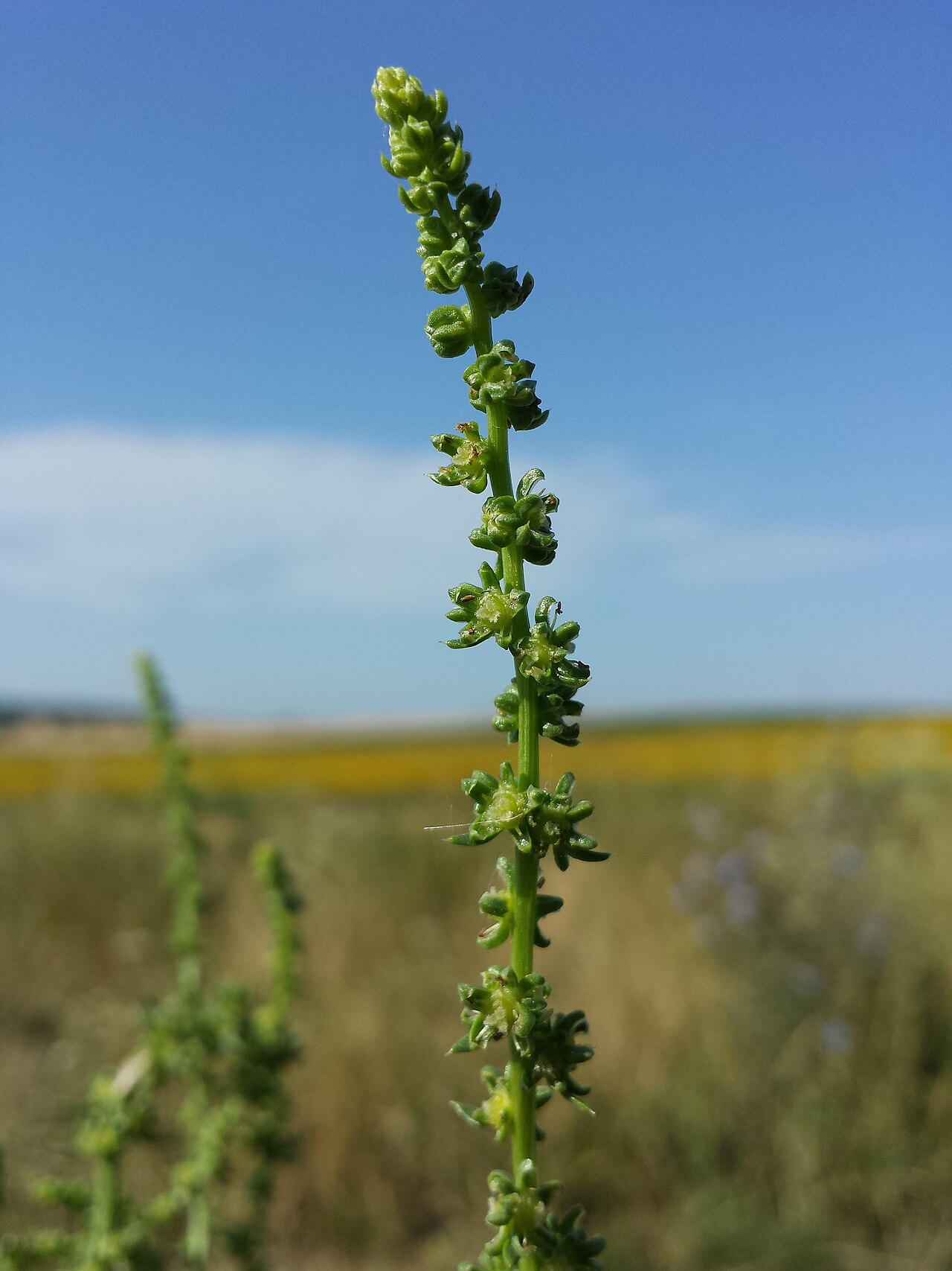 Beta vulgaris, Beet — clumping deciduous (Amaranthaceae) (image 4 of 9)