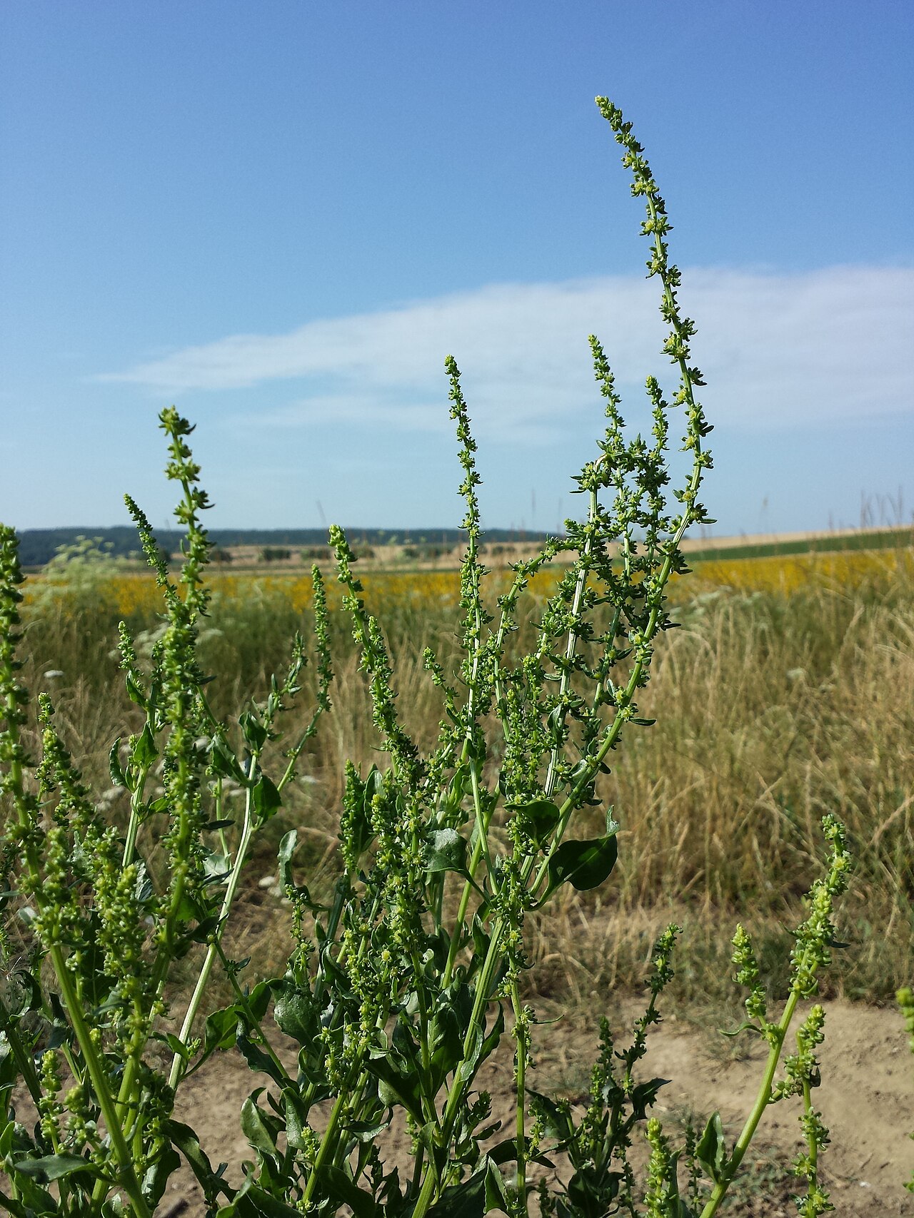Beta vulgaris, Beet — clumping deciduous (Amaranthaceae) (image 5 of 9)