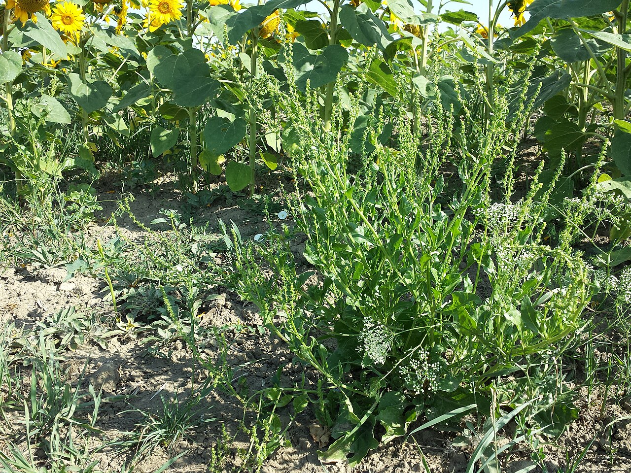 Beta vulgaris, Beet — clumping deciduous (Amaranthaceae) (image 6 of 9)