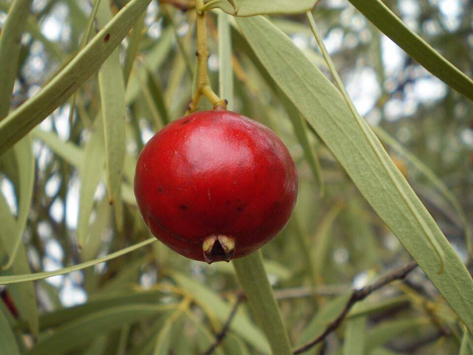 Santalum acuminatum (Desert Quandong) (alternate view 2)