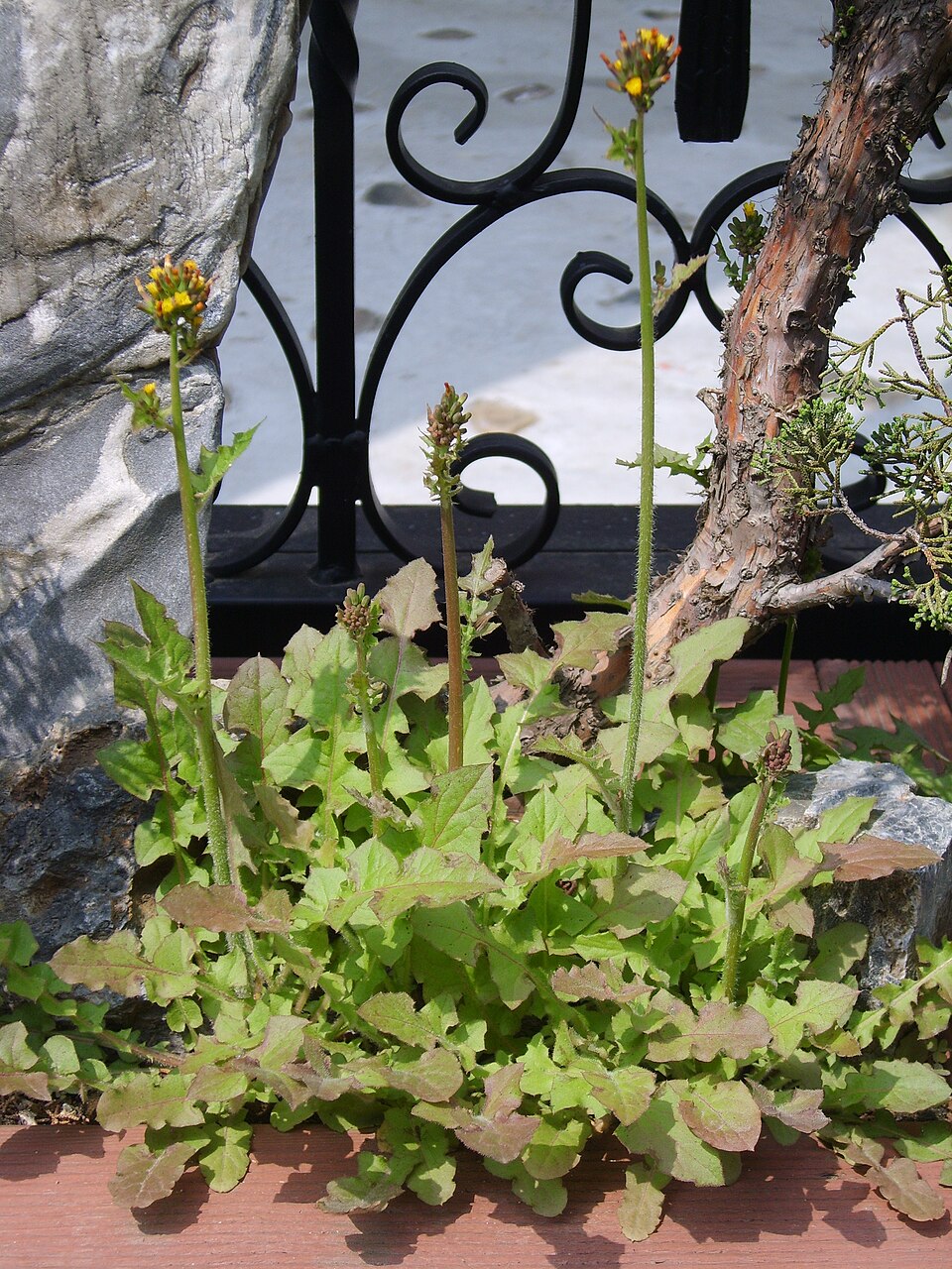 Youngia japonica (Oriental false hawksbeard)