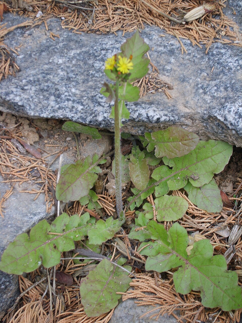 Youngia japonica (Oriental false hawksbeard)