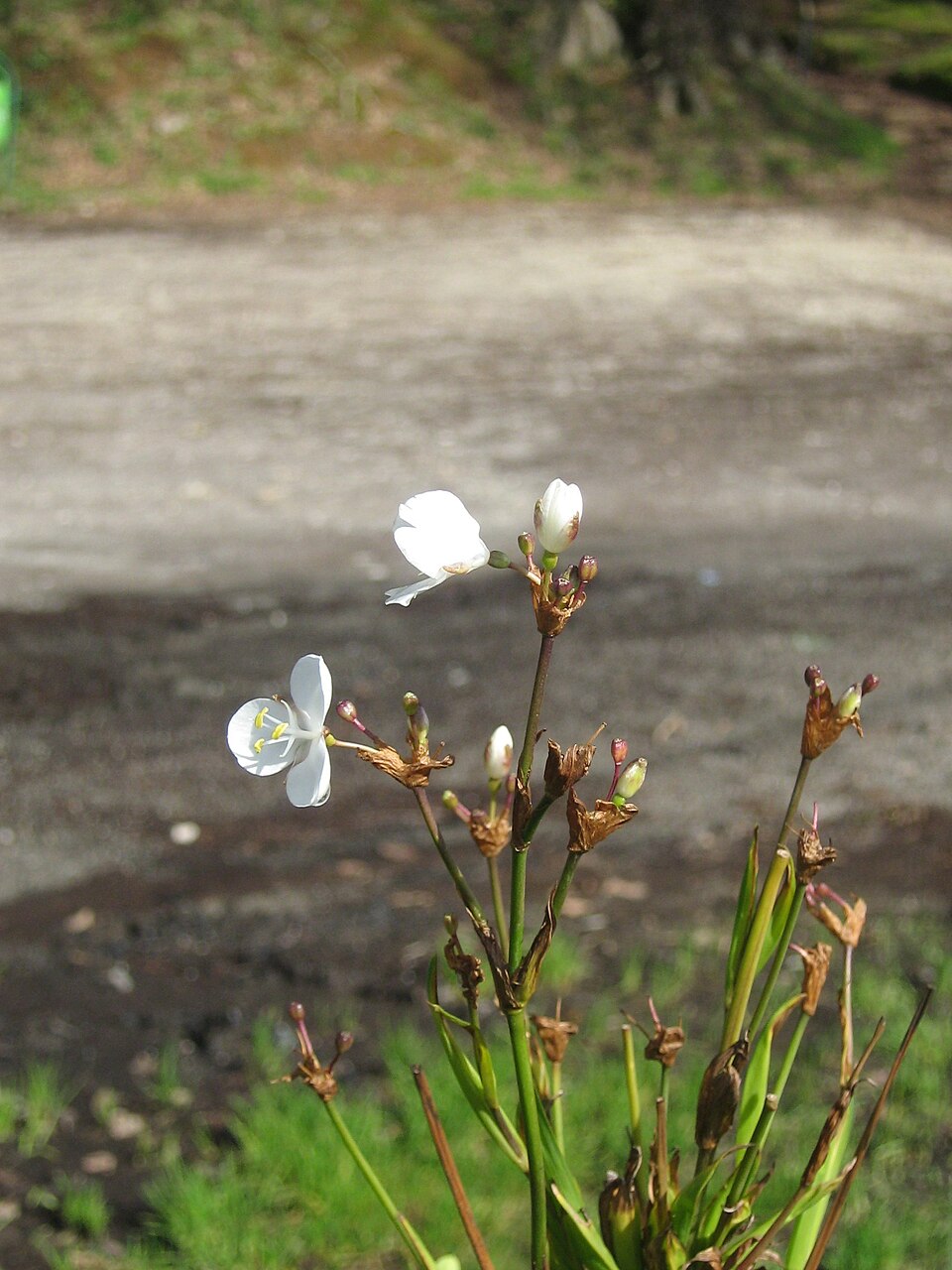 Libertia chilensis (alternate view 8)