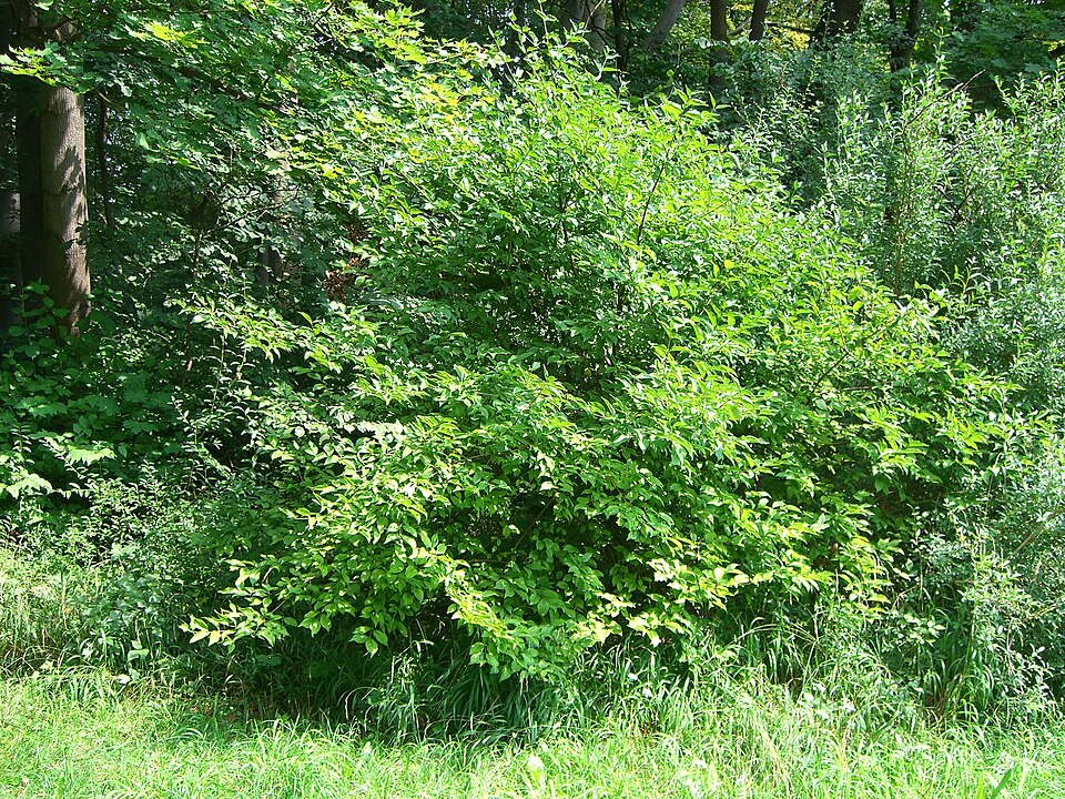 Cornus mas (Cornelian cherry) (alternate view 6)