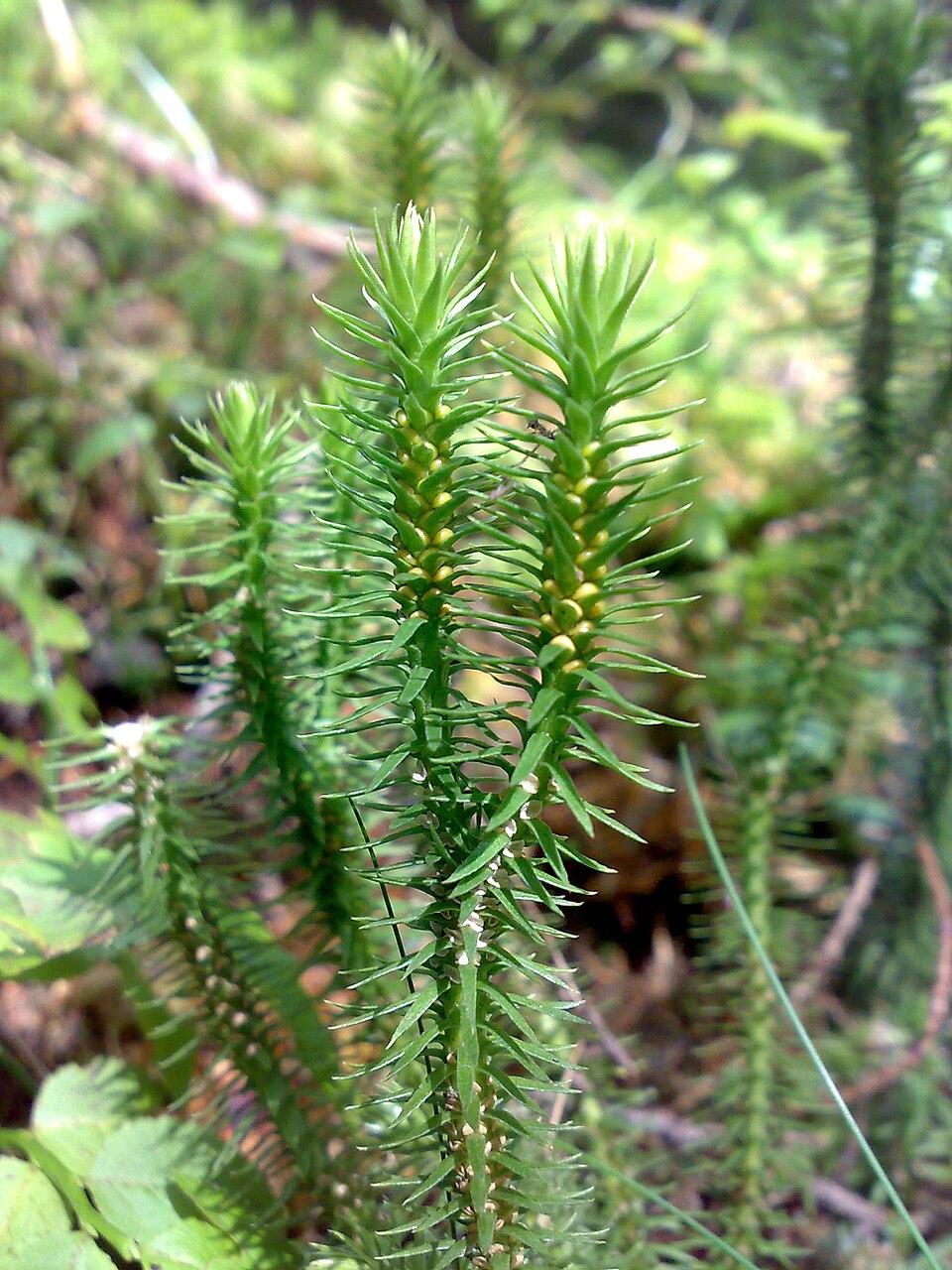 Huperzia selago (northern firmoss)