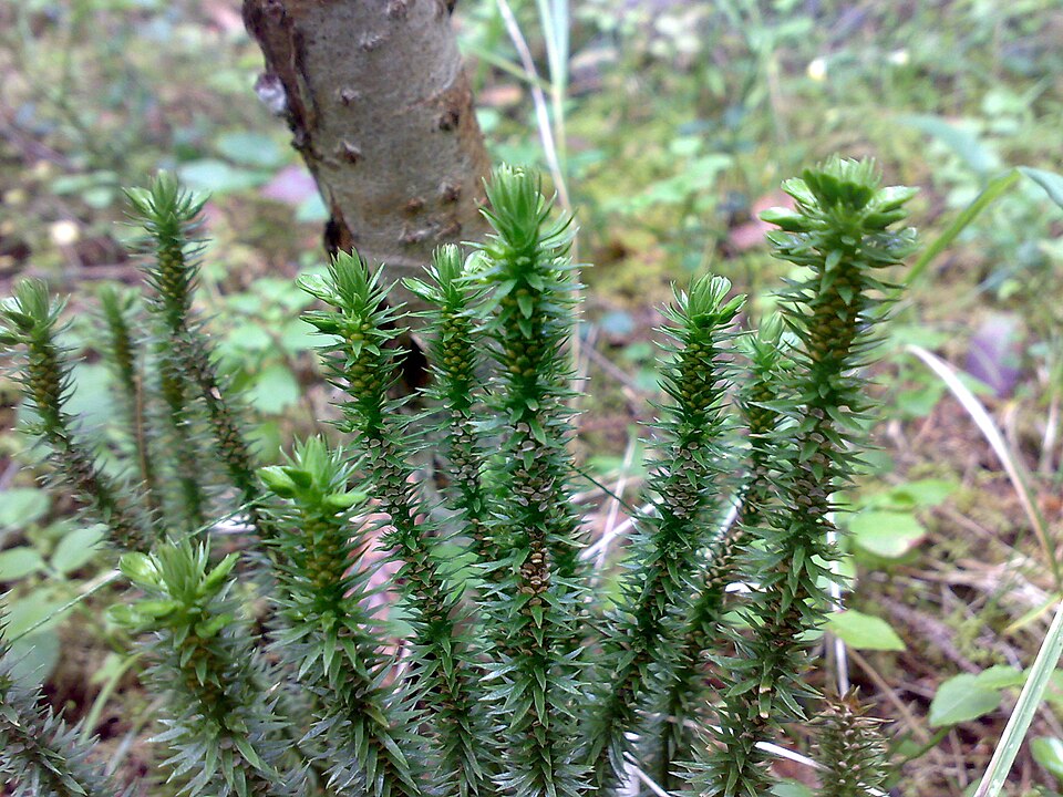 Huperzia selago (northern firmoss)