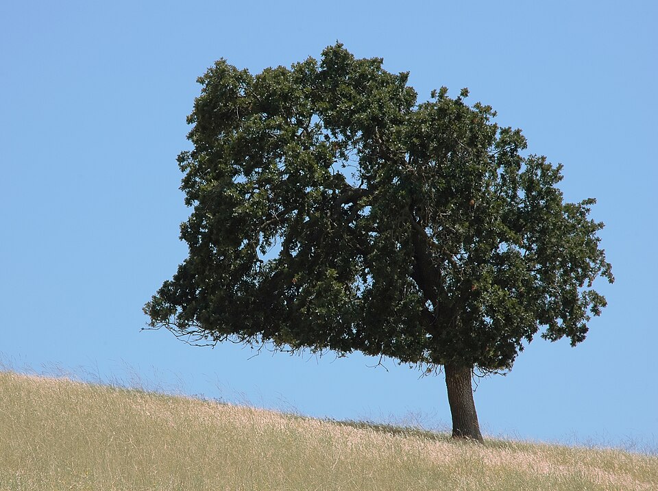 Quercus agrifolia (Coast Live Oak)