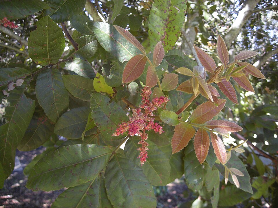 Alectryon tomentosus (Hairy Alectryon)