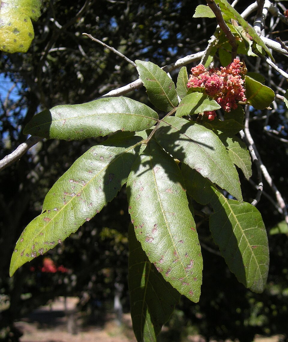 Alectryon tomentosus (Hairy Alectryon) (alternate view 2)