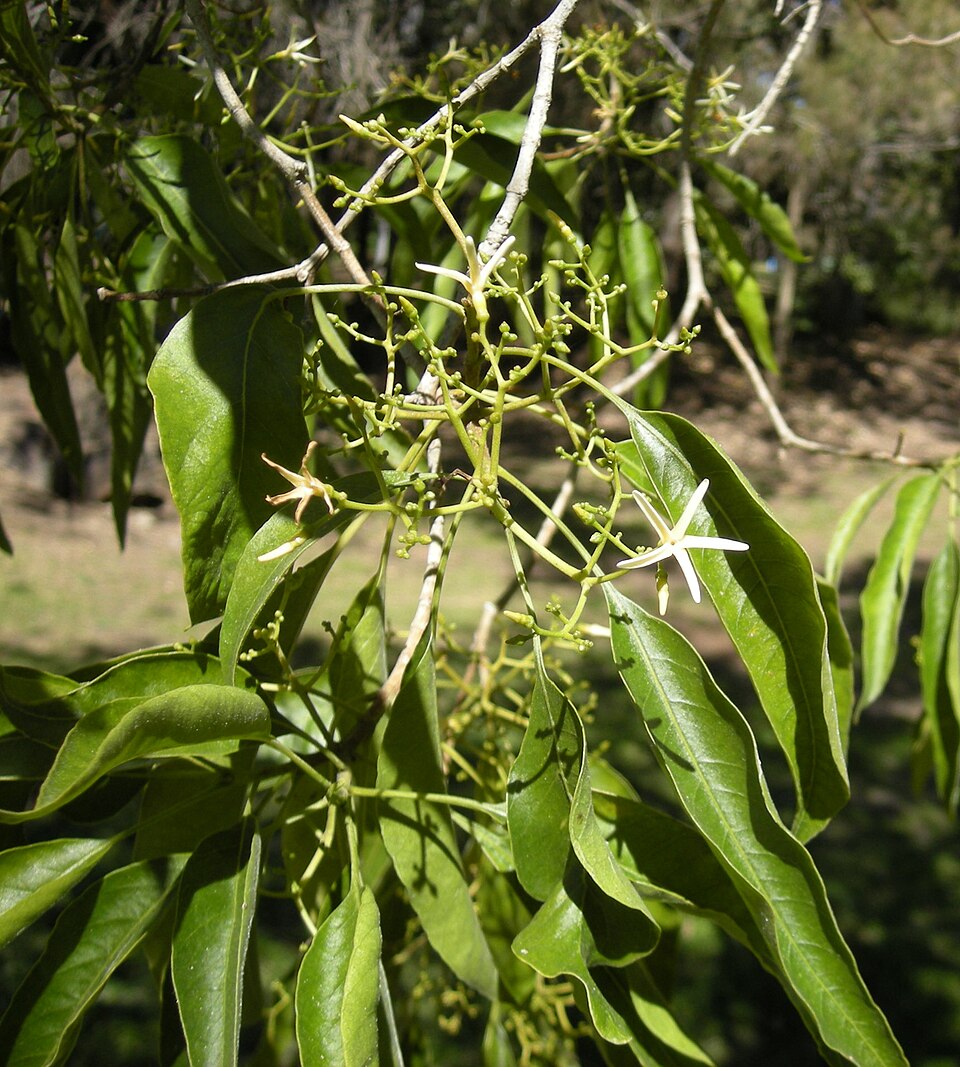 Alstonia constricta (Bitterbark) (alternate view 6)