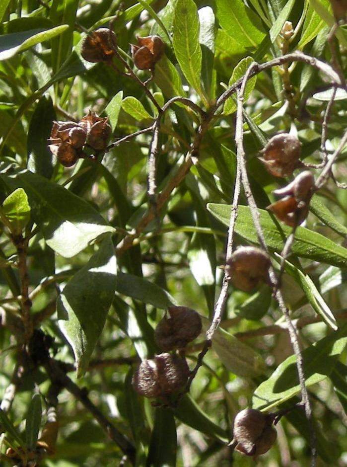 Bursaria spinosa (Australian Blackthorn) (alternate view 3)