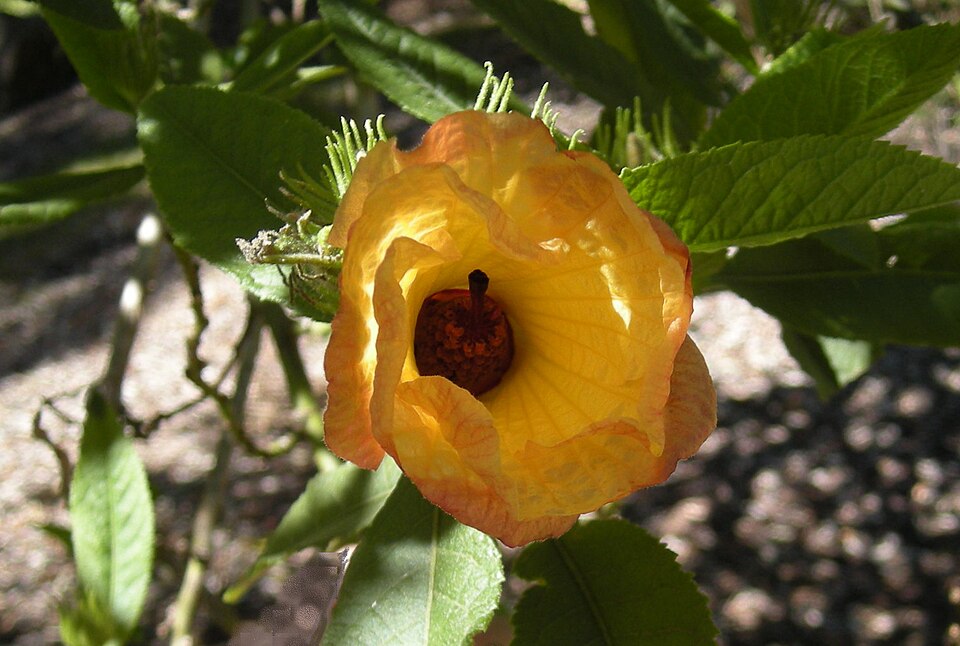 Hibiscus heterophyllus (Rosella) (alternate view 7)