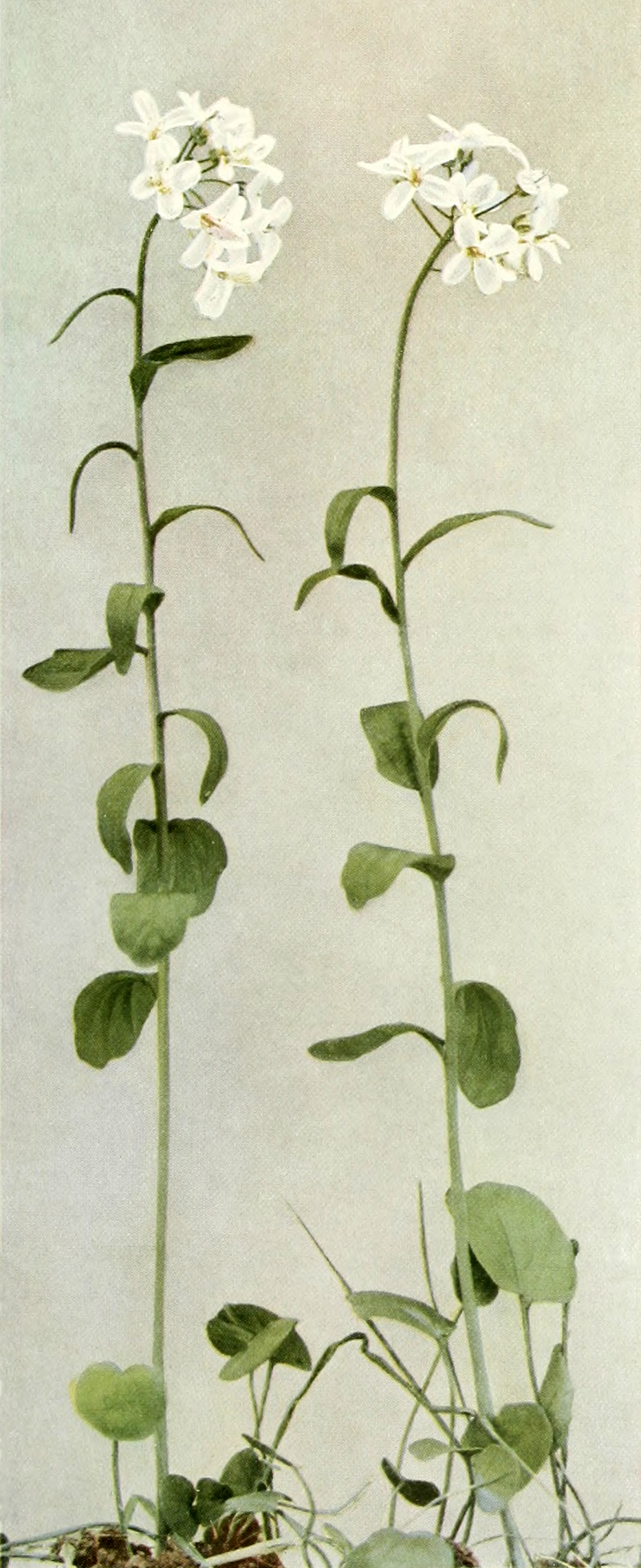 Cardamine bulbosa (bulbous cress) (alternate view 9)