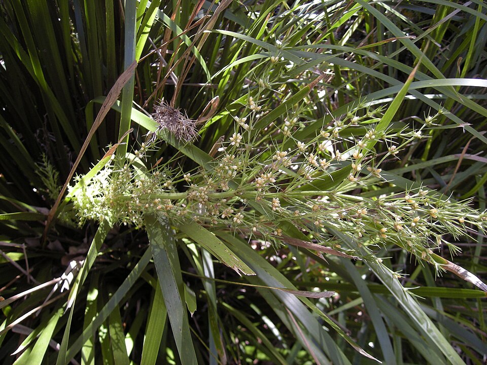 Lomandra hystrix (green mat-rush)