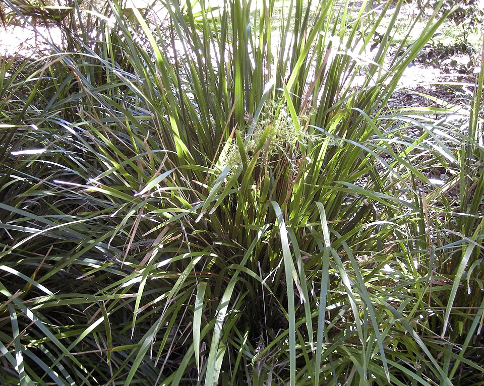 Lomandra hystrix (green mat-rush) (alternate view 2)