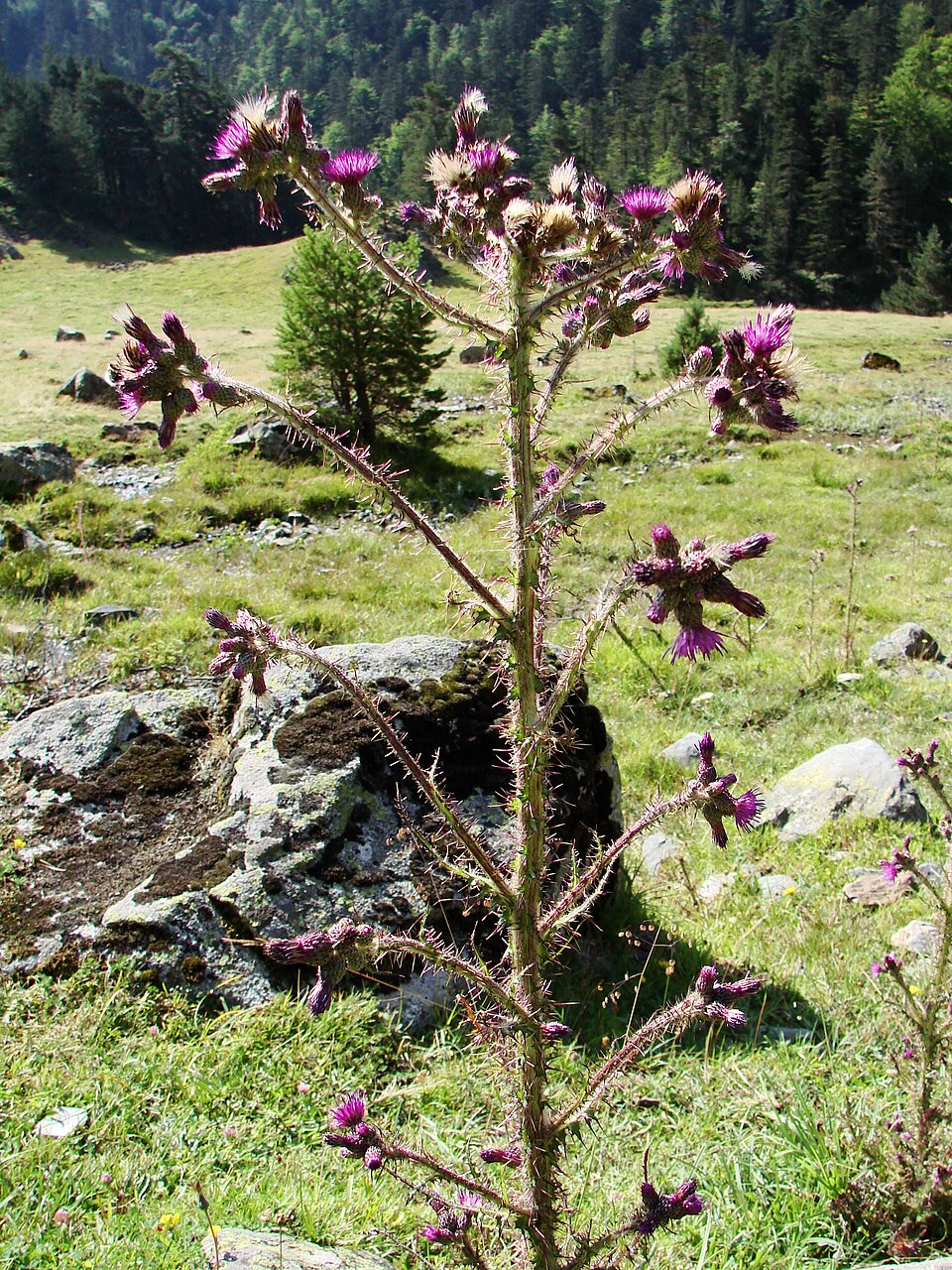Cirsium palustre (Marsh Thistle)