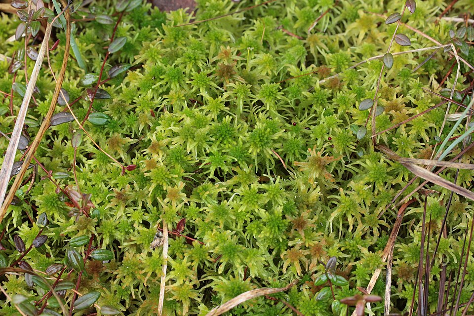 Sphagnum fallax (Flat-top Bogmoss) (alternate view 3)