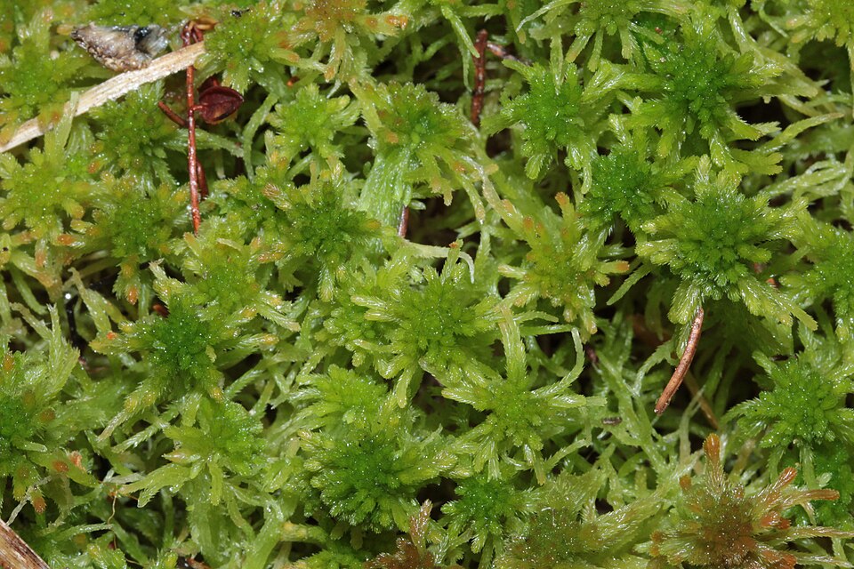 Sphagnum fallax (Flat-top Bogmoss) (alternate view 4)