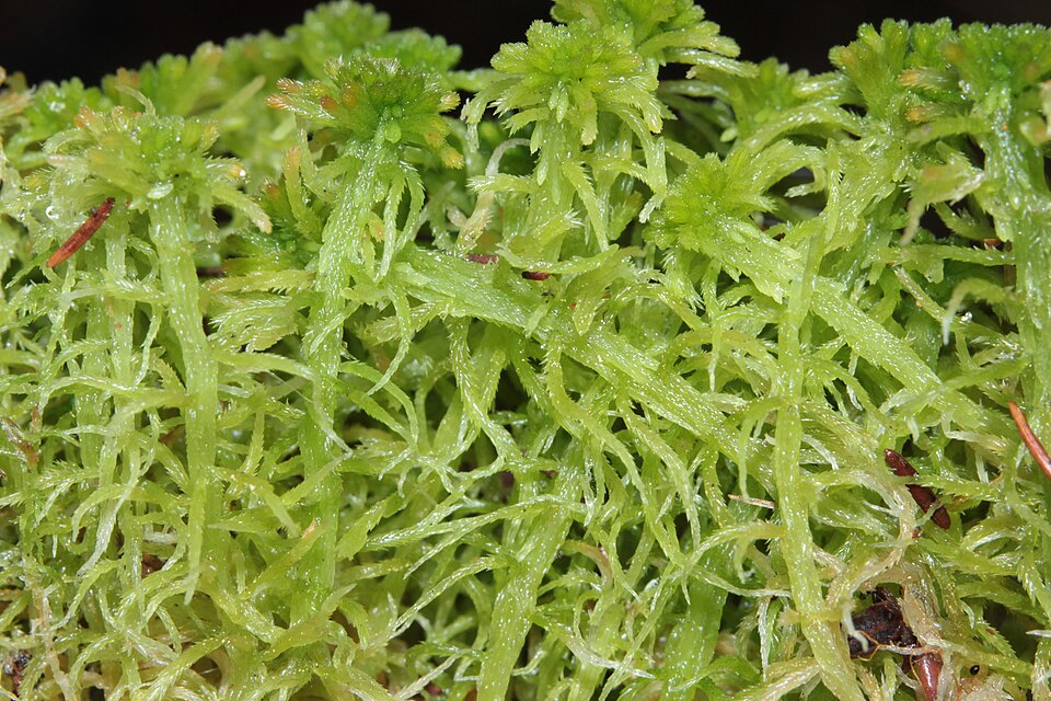 Sphagnum fallax (Flat-top Bogmoss) (alternate view 5)
