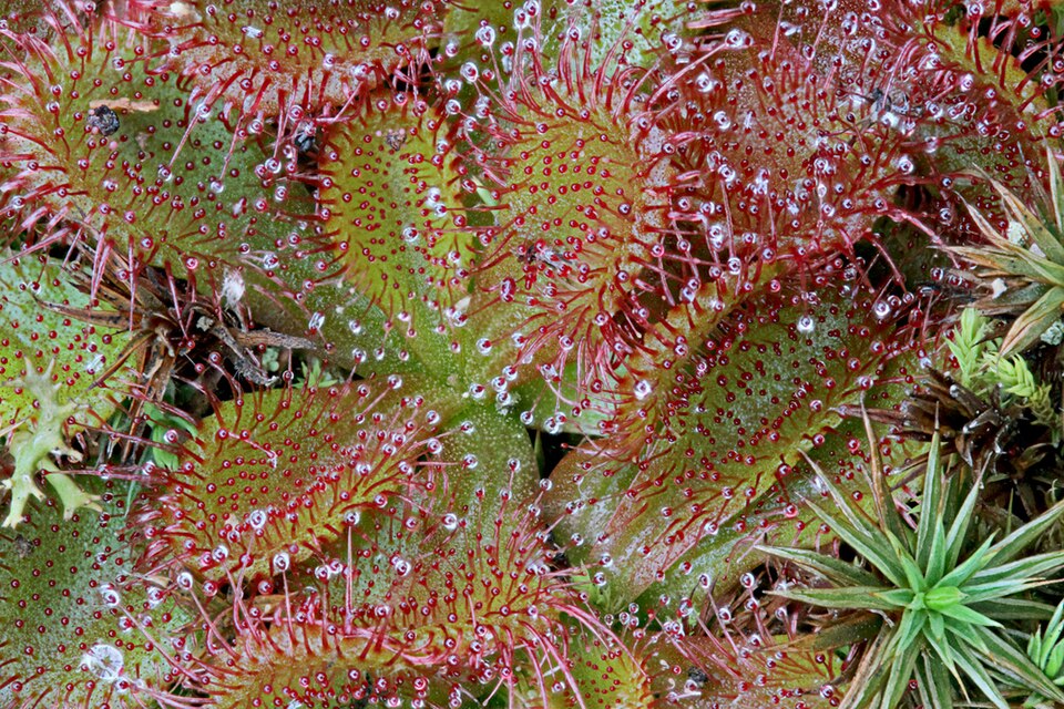 Drosera whittakeri (Whittaker's sundew) (alternate view 8)