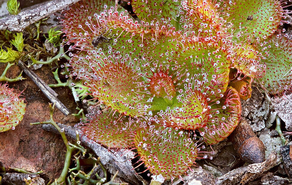 Drosera whittakeri (Whittaker's sundew) (alternate view 9)