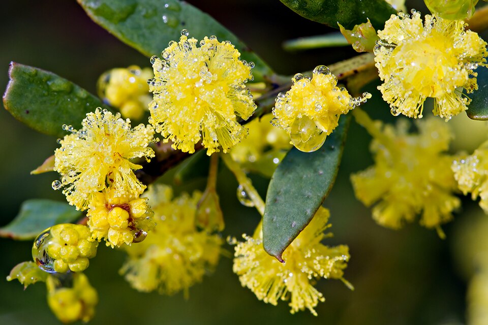 Acacia acinacea (Round-leaf Wattle) (alternate view 4)