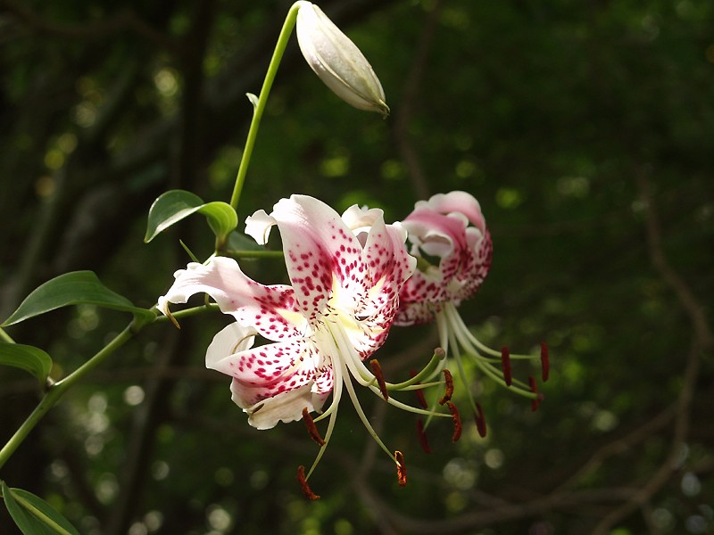 Lilium spp., true lilies — upright deciduous (Liliaceae) (image 7 of 15)