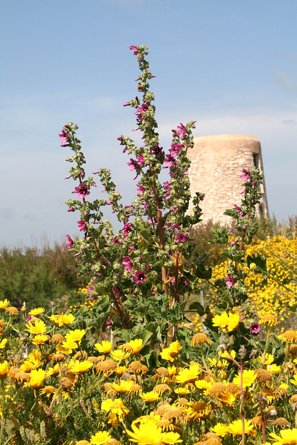 Malva sylvestris (Common Mallow)