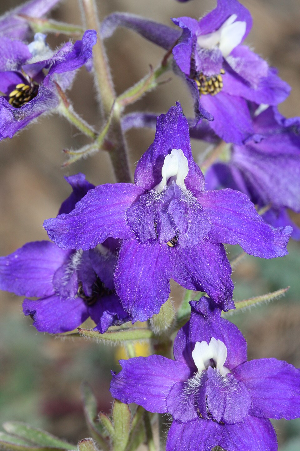 Delphinium menziesii (Menzies' Larkspur) (alternate view 6)